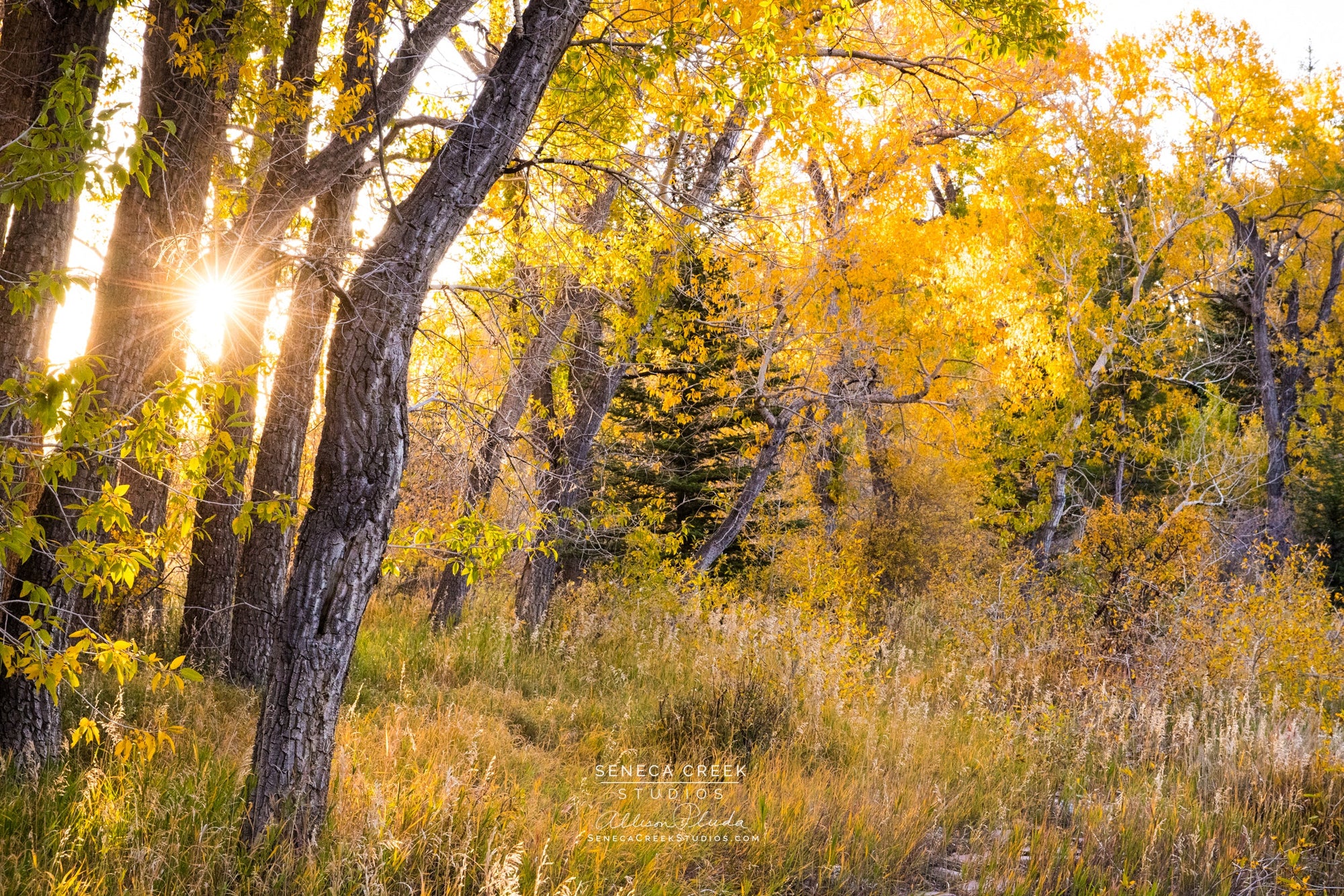 "Autumn Sunrise and Golden Western Fall Color Forest" 11x17 Fine Art Metal Print - IN STOCK