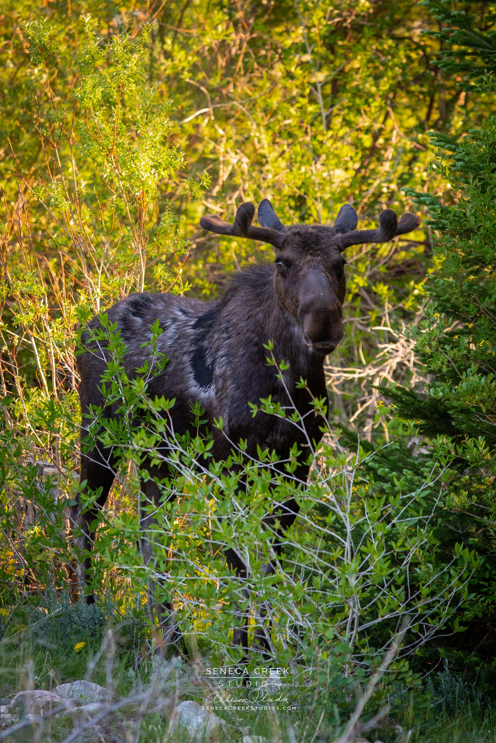 "Bull Moose in the Willows" Fine Art Photography Print