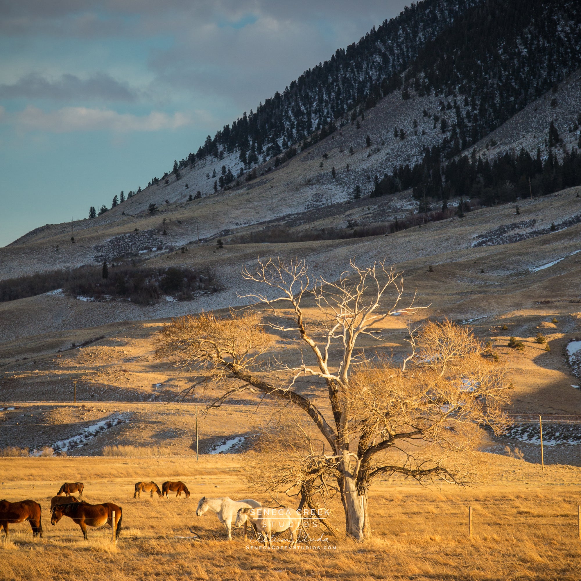 "Horses and the Lone Cottonwood Tree at Sunrise in the Fall" 6x6 Fine Art Metal Print - IN STOCK