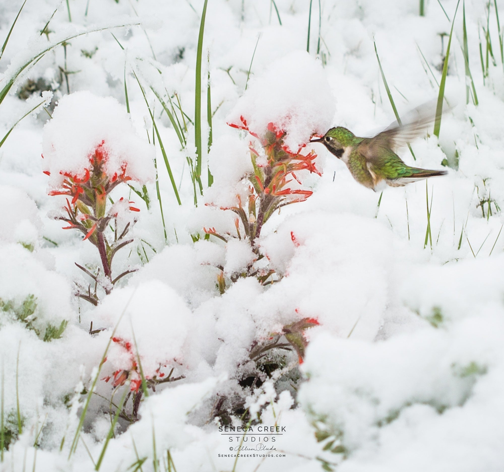 "Hummingbird and Indian Paintbrush in a Late June Snow in Wyoming" 6x6 Fine Art Metal Print - IN STOCK