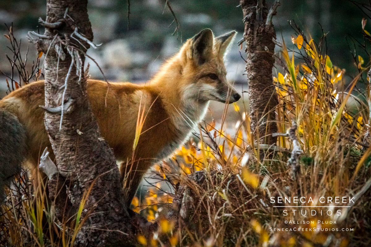"Red Fox in Wyoming" Fine Art Photographic Print - Seneca Creek Studios
