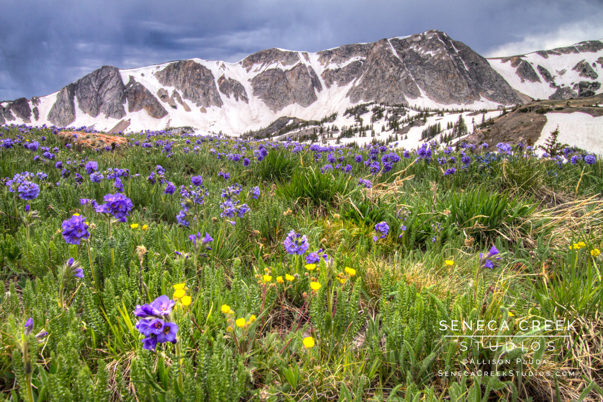 "Spring Sky Pilot Flowers and the Snowy Range Mountains, Wyoming" Fine Art Photographic Print - Seneca Creek Studios