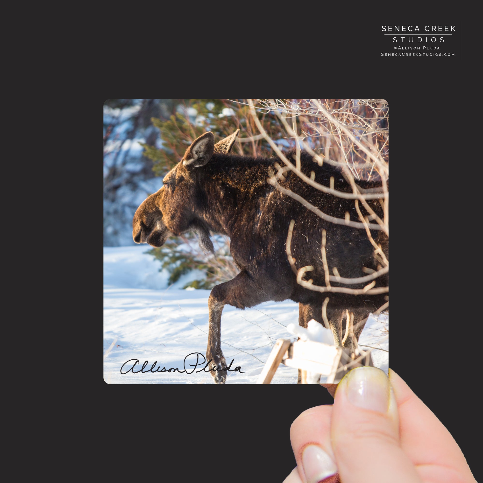 "Big Mama Moose Walking Through The Winter Snow" Mini Metal Print - Seneca Creek Studios