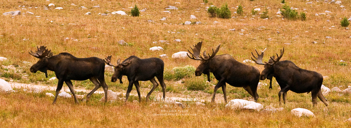 "Four Bull Moose Headed to the Tavern" Panoramic Fine Art Photography Print - Seneca Creek Studios