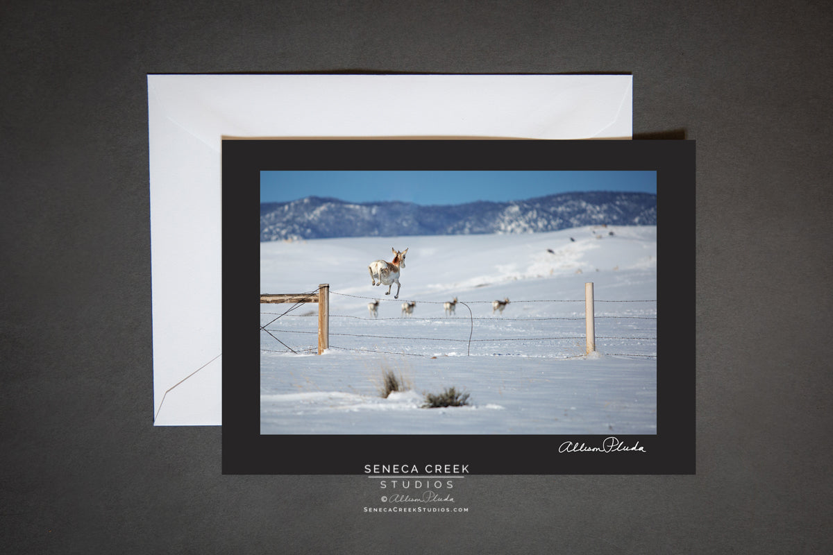 "Jumping Pronghorn Antelope" Photo Art Greeting Card - Seneca Creek Studios