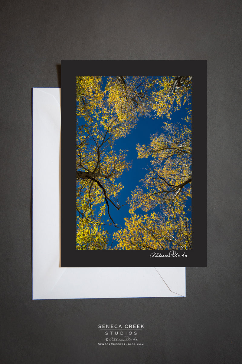 'Looking up at the Wyoming Fall Color" Photo Art Greeting Card - Seneca Creek Studios