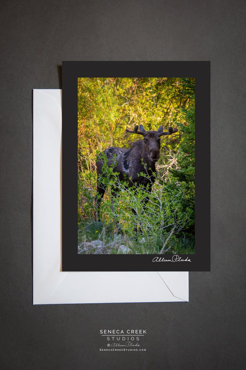 "Wyoming Moose in the Willows" Photo Art Greeting Card - Seneca Creek Studios