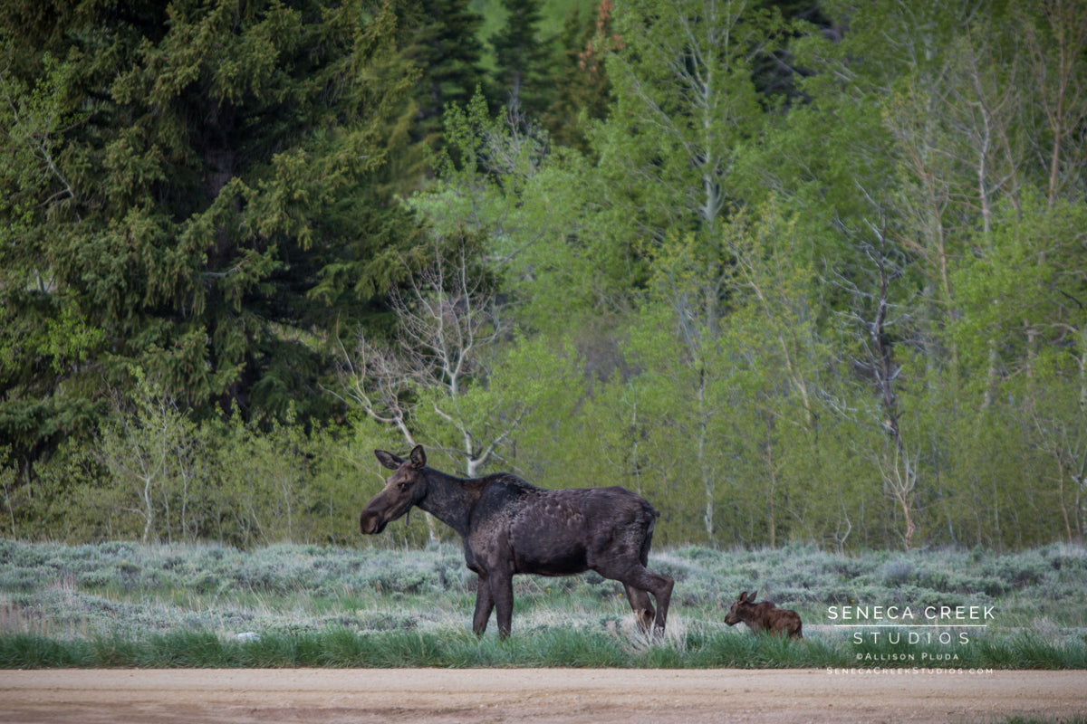"Mother and Baby Moose in the Aspens and Sage" Fine Art Photography Print - Seneca Creek Studios