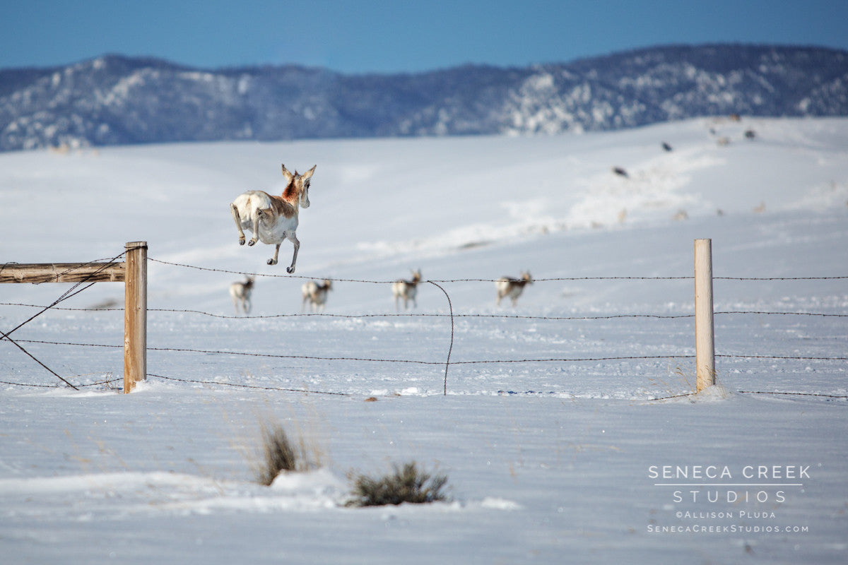 "Pronghorn Antelope Jumping Over Fence, Laramie Valley, Wyoming" Fine Art Photographic Print - Seneca Creek Studios