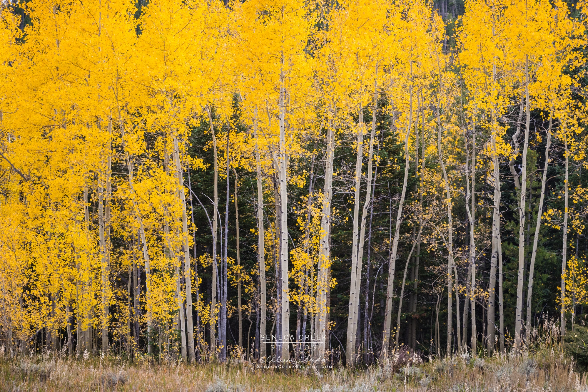 "Golden Aspen Forest in Full Fall Color" Fine Art Photography Print