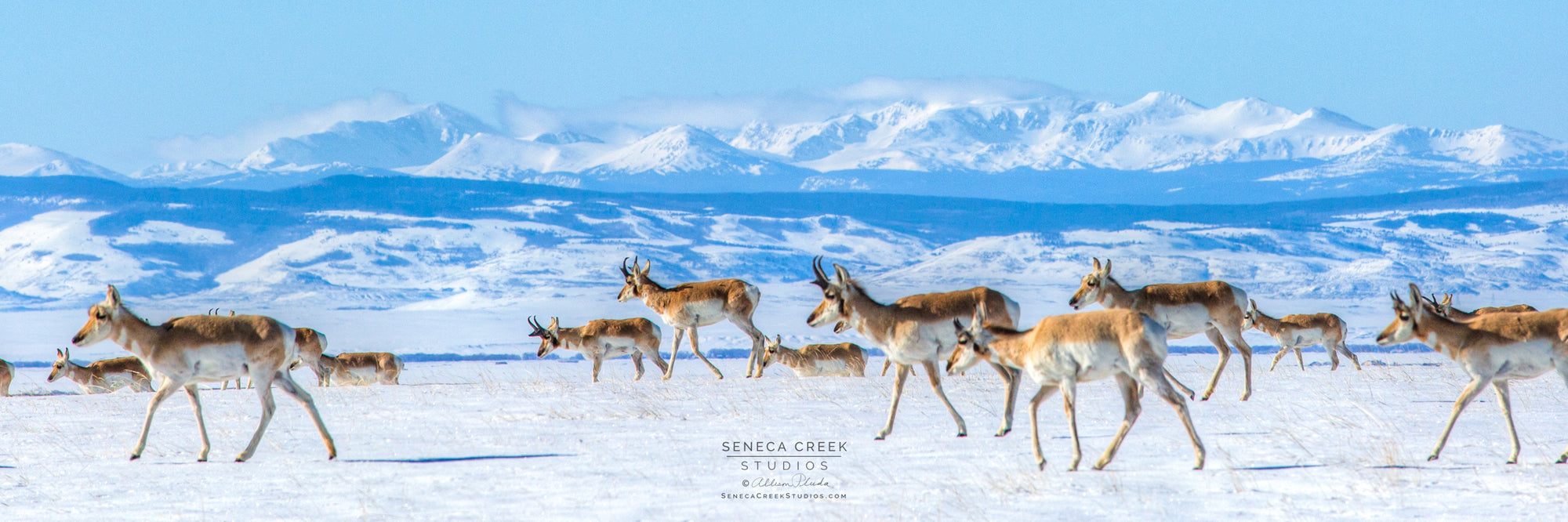 "Herd of Pronghorn Antelope Walking in Front of the Rawah Range, Laramie Valley, Wyoming" Panoramic Fine Art Photography Print