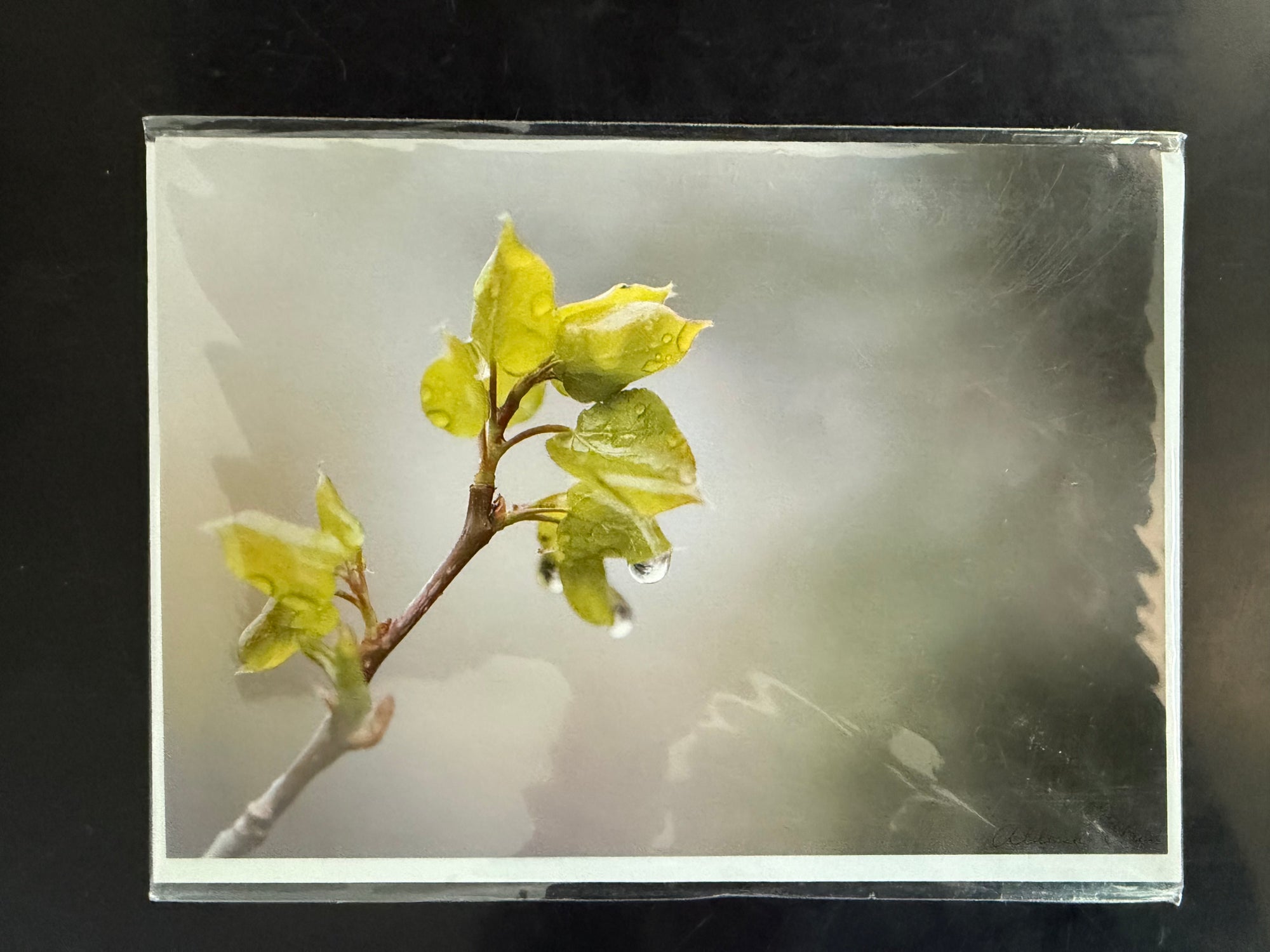 "Baby Aspen Leaf" Photo Art Greeting Card - Limited Edition