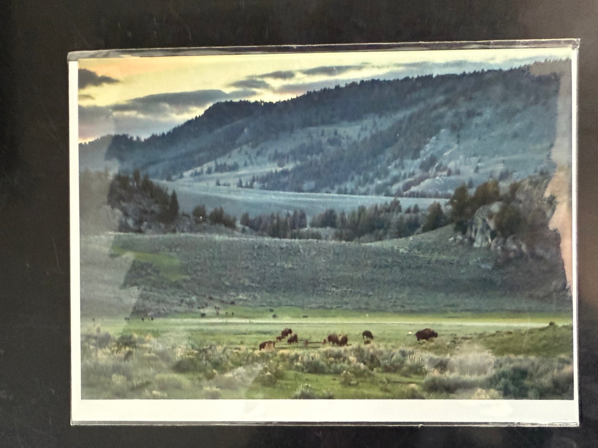 "Valley of Bison" Photo Art Greeting Card - Limited Edition