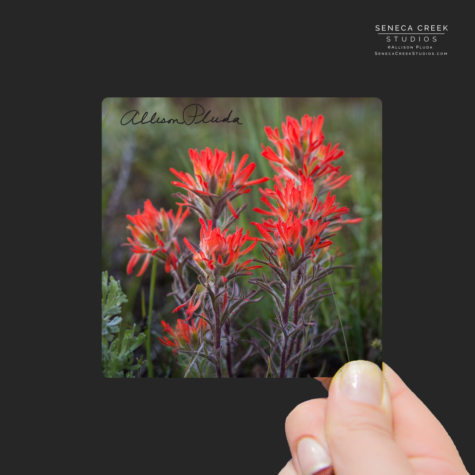 "Indian Paintbrush Wildflowers and Sage" Mini Metal Print