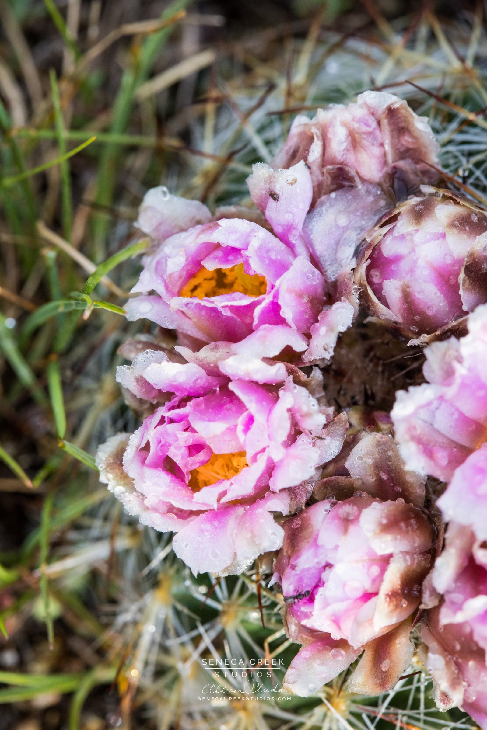 "Mountain Ball Cactus Pink Spring Flowers" 8x12 Fine Art Metal Print - IN STOCK