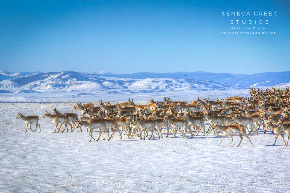 "Spring Herd of Pronghorn Antelope, Laramie Valley, Wyoming" Fine Art Photographic Print - Seneca Creek Studios
