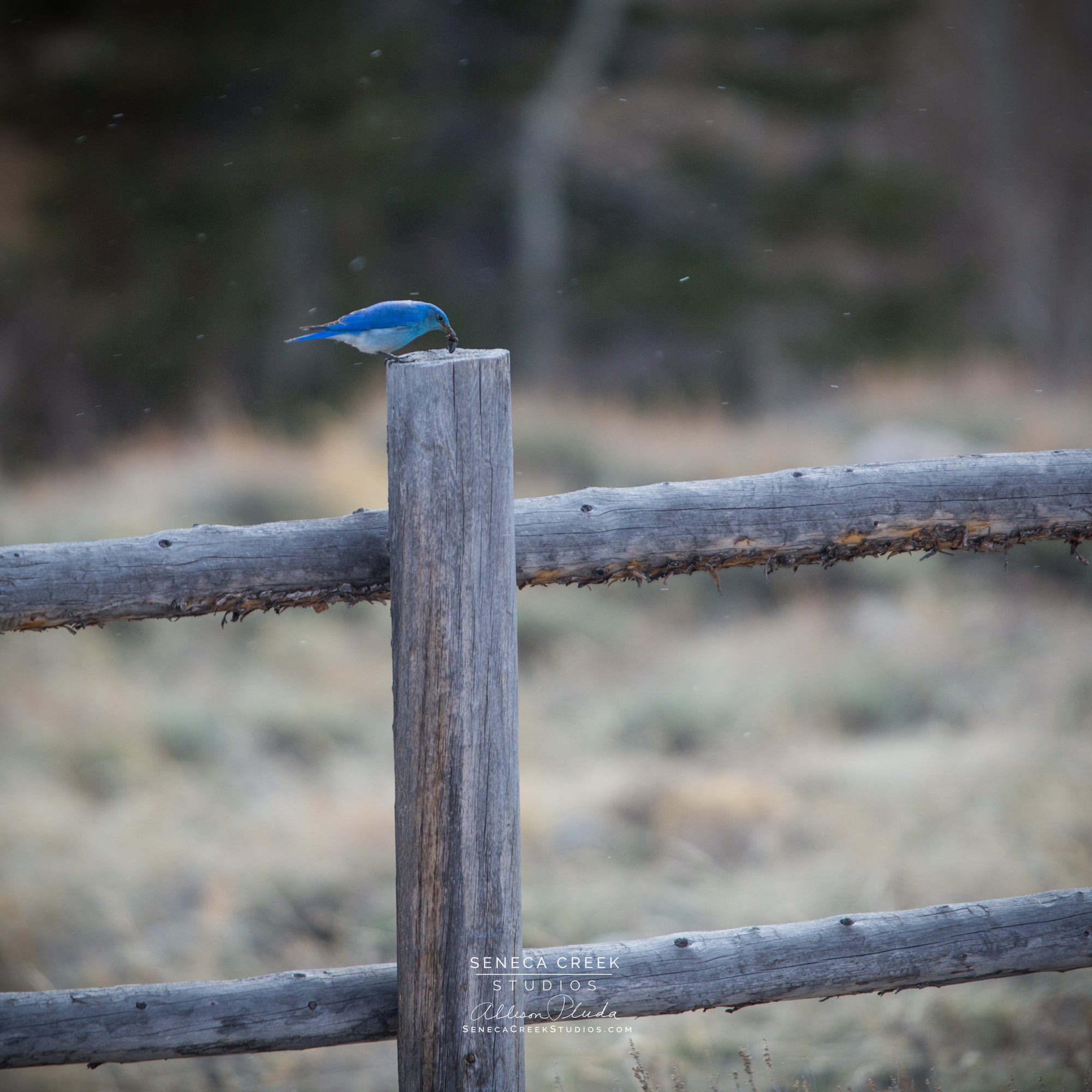 "Mountain Bluebird on a Fence Post in a Spring Snow" 6x6 Fine Art Metal Print - Scratch and Dent Sale