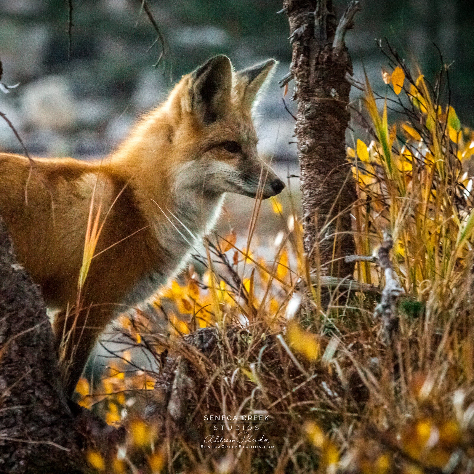 "Red Fox in Wyoming" 6x6 Fine Art Metal Print - IN STOCK