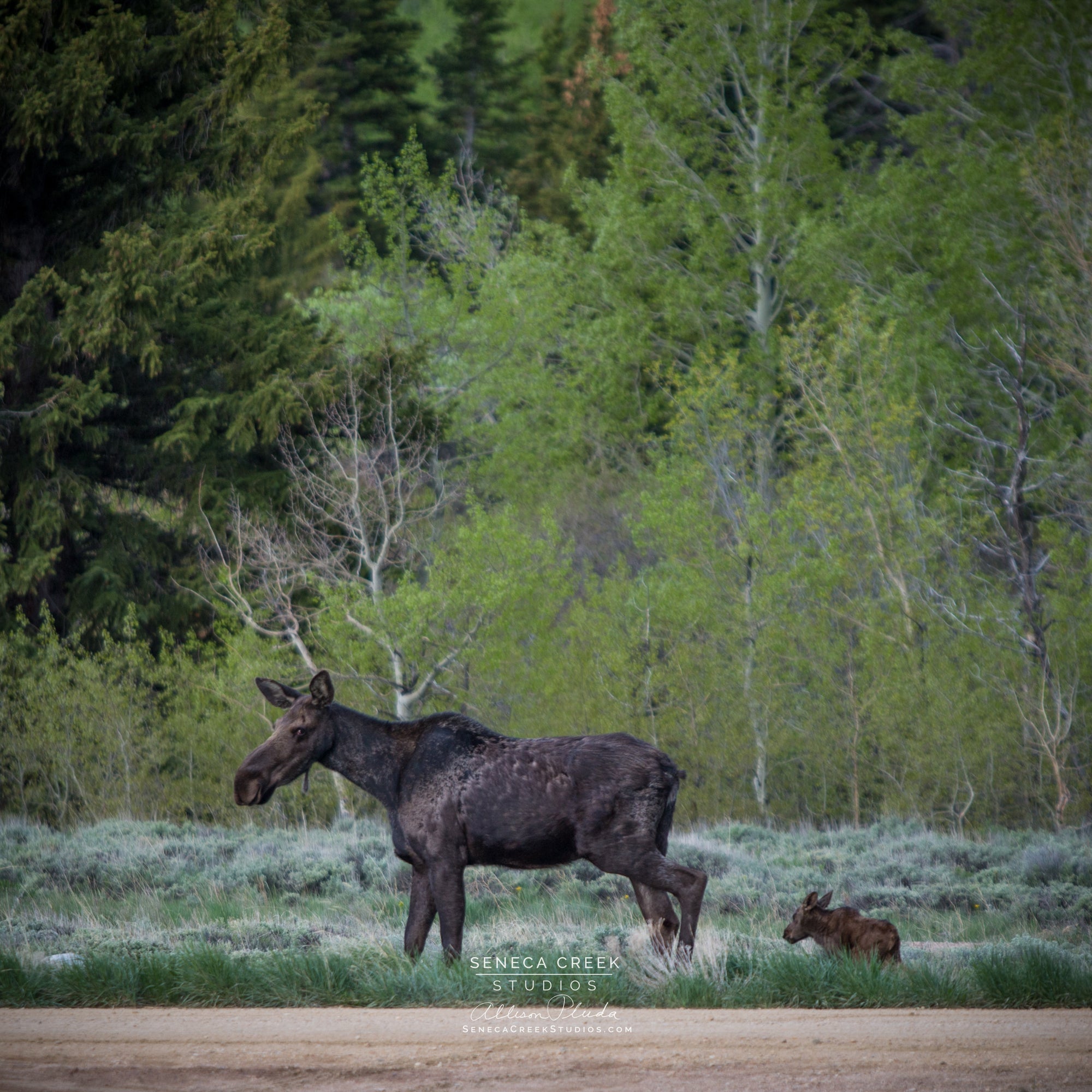 "Mother and Baby Moose in the Aspens and Sage" 6x6 Fine Art Metal Print - IN STOCK