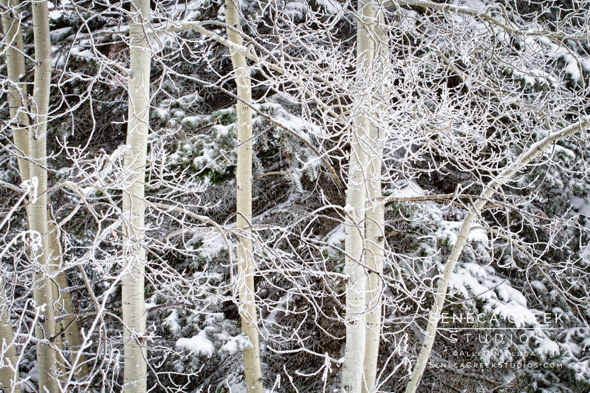 "Fresh Snow on Aspens and Evergreens, Wyoming" Fine Art Photographic Print - Seneca Creek Studios
