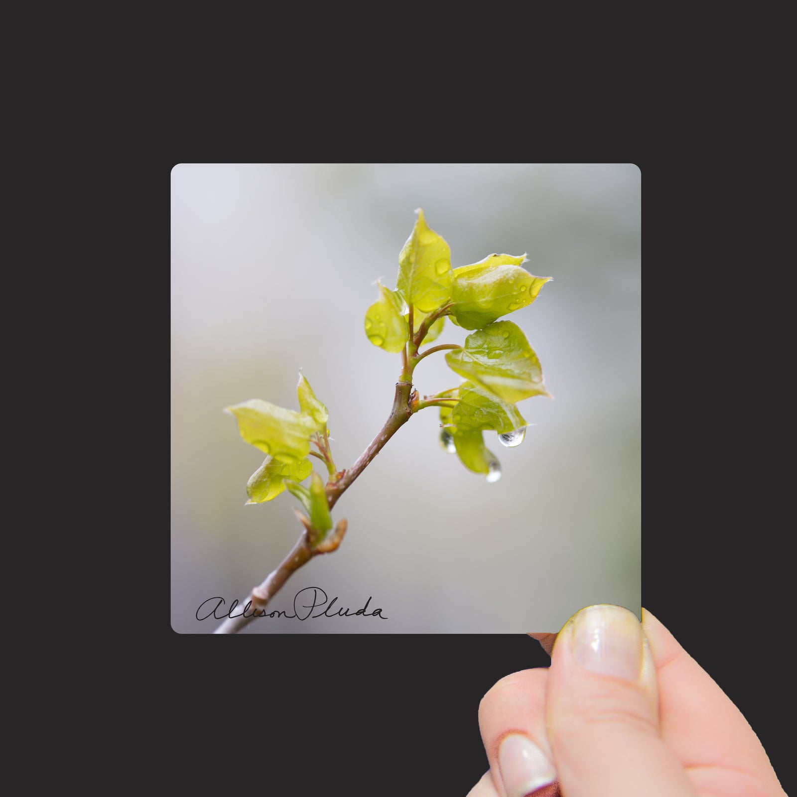 "Baby Aspen Leave in a Spring Rain, Wyoming" Mini Metal Print - Seneca Creek Studios