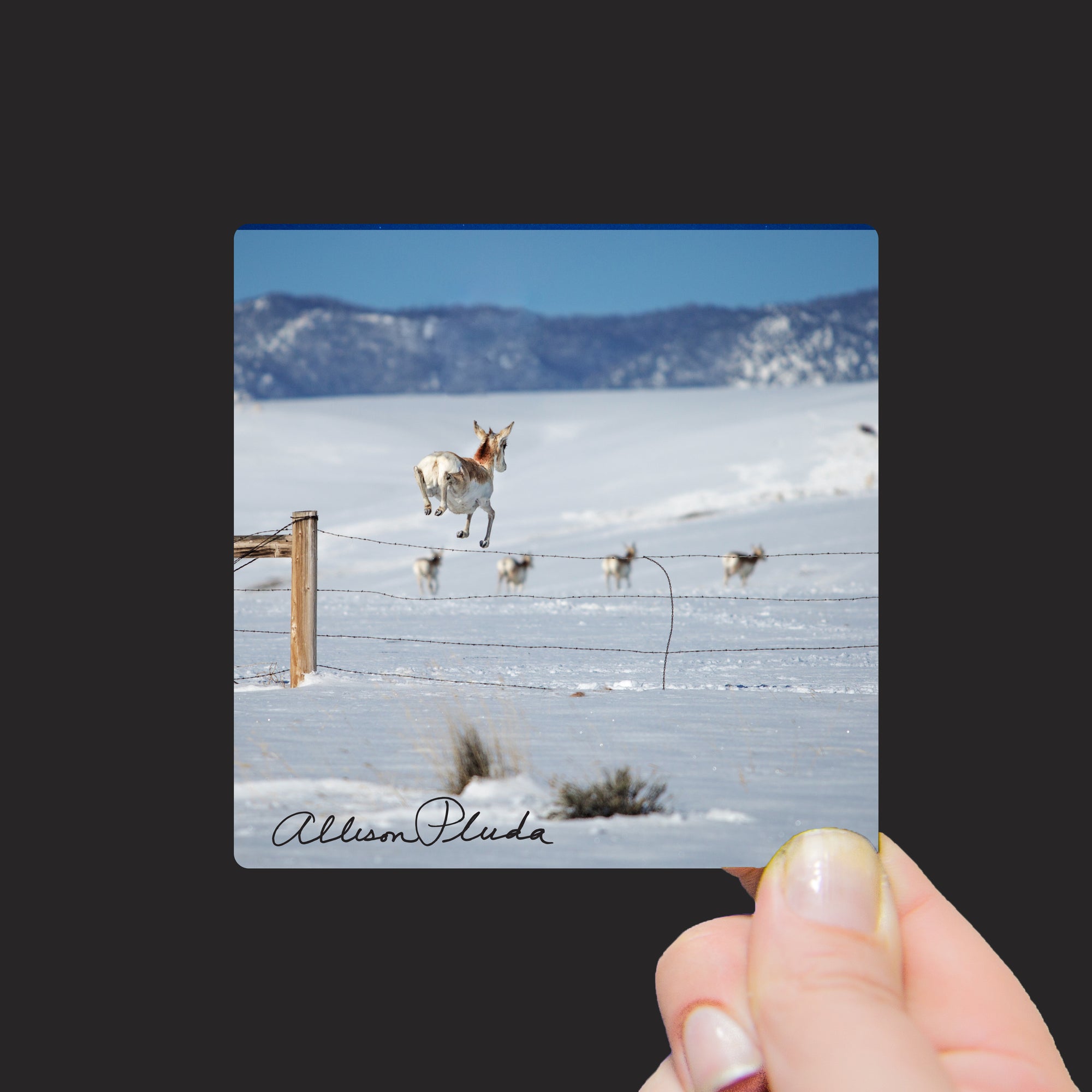 "Pronghorn Antelope Jumping Over Fence, Laramie Valley, Wyoming" Mini Metal Print - Seneca Creek Studios