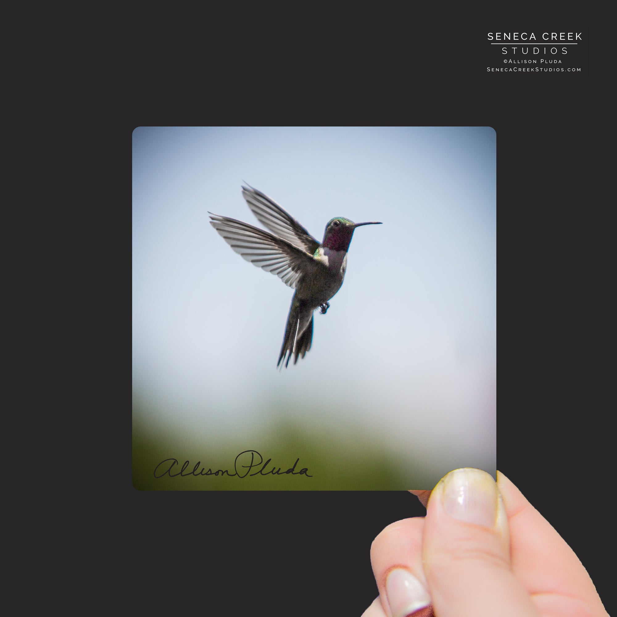 "Hummingbird in Flight" Mini Metal Print - Seneca Creek Studios