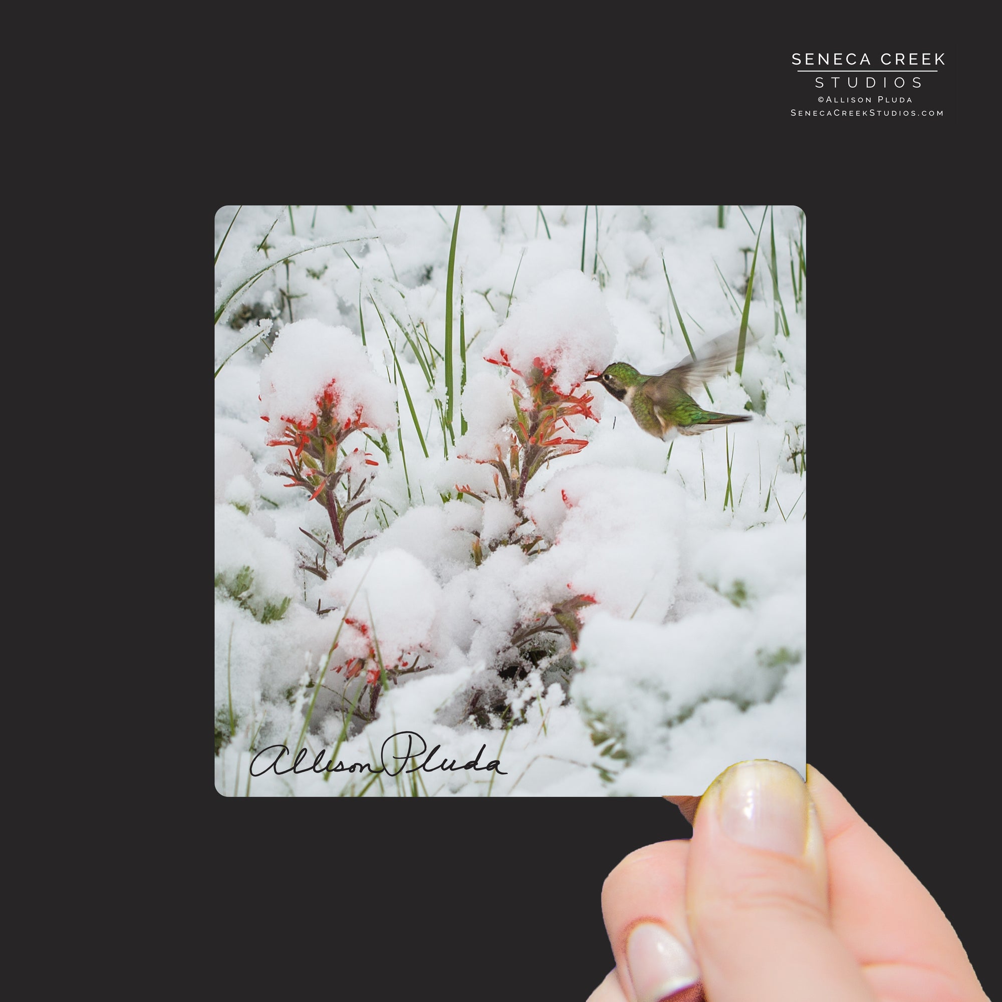 "Hummingbird and Indian Paintbrush Flowers in a Late June Snow, Wyoming" Mini Metal Print - Seneca Creek Studios