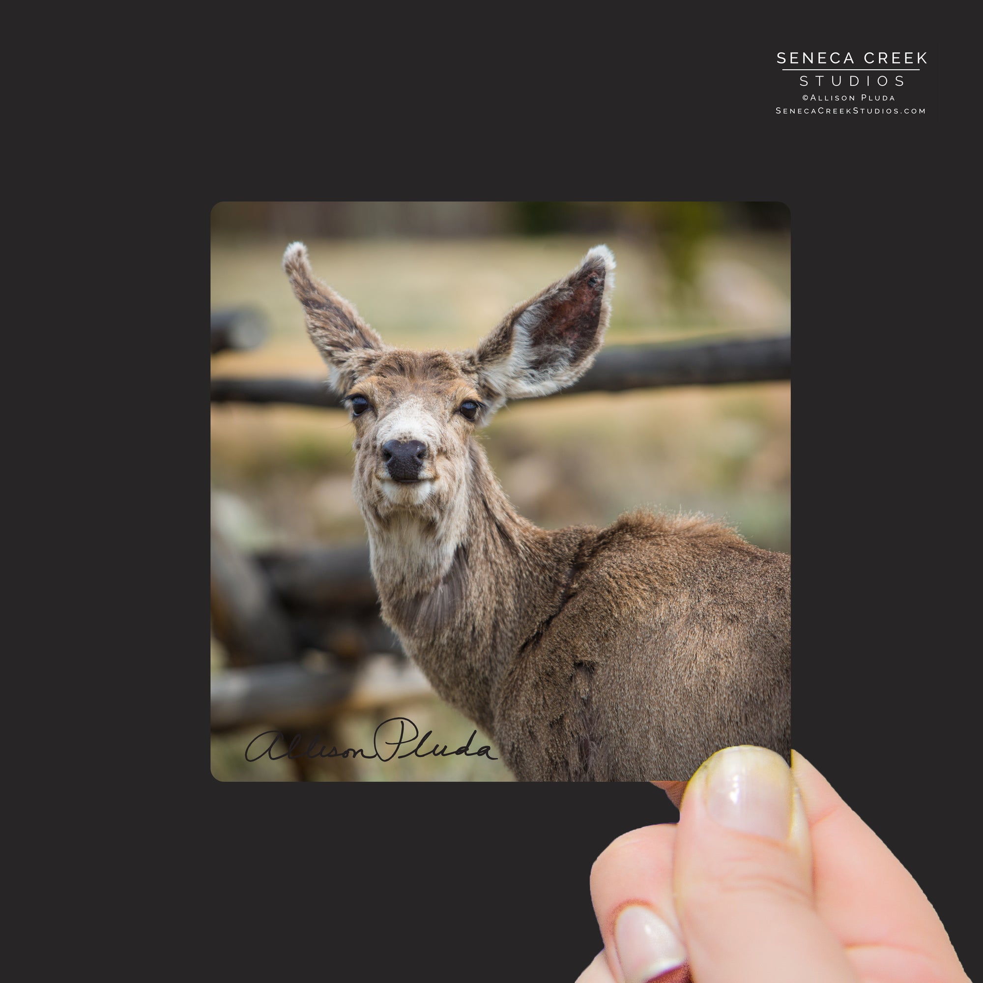 "Smiling Mule Deer at the Buck Rail Fence" Mini Metal Print - Seneca Creek Studios
