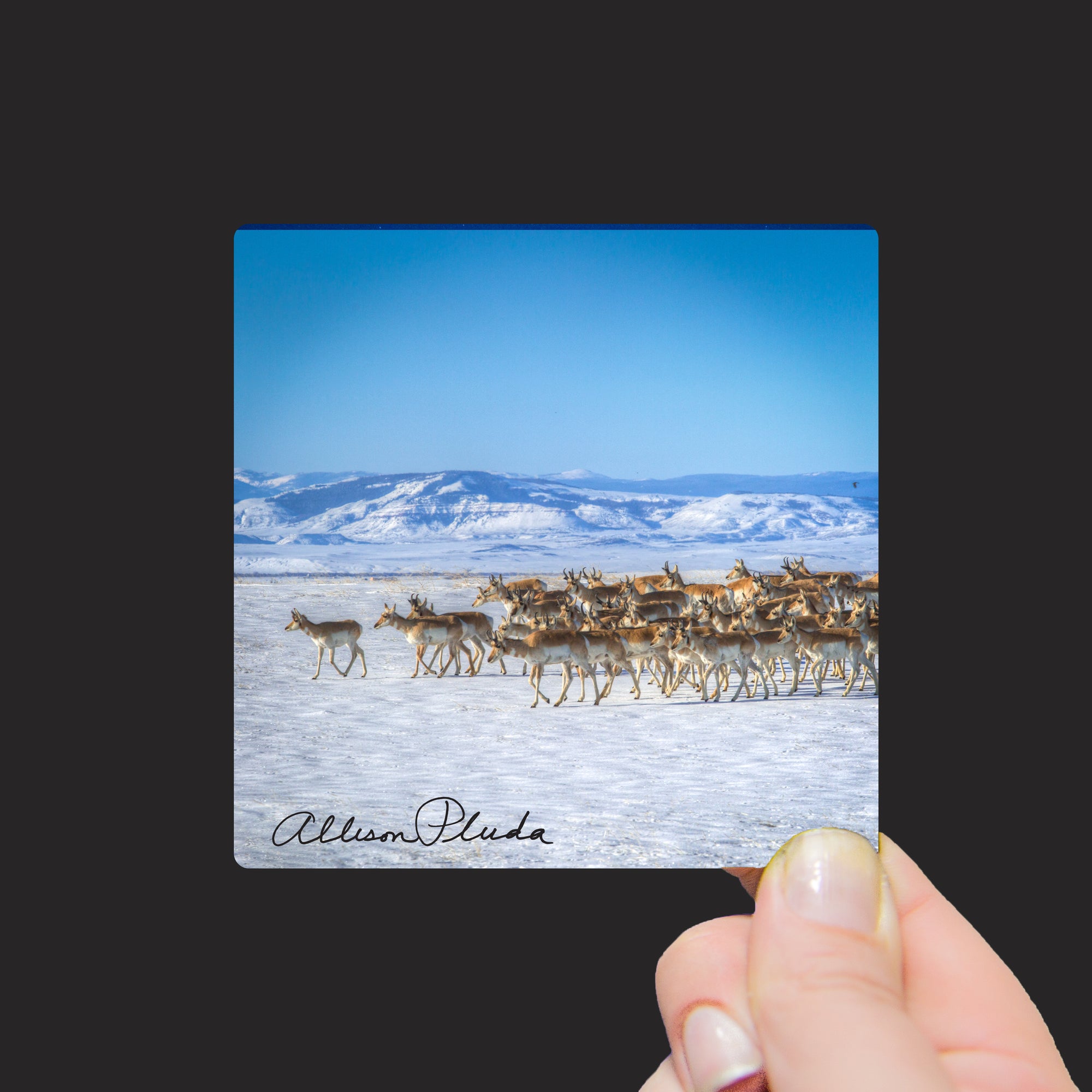 "Spring Herd of Pronghorn Antelope, Laramie Valley, Wyoming" Mini Metal Print - Seneca Creek Studios