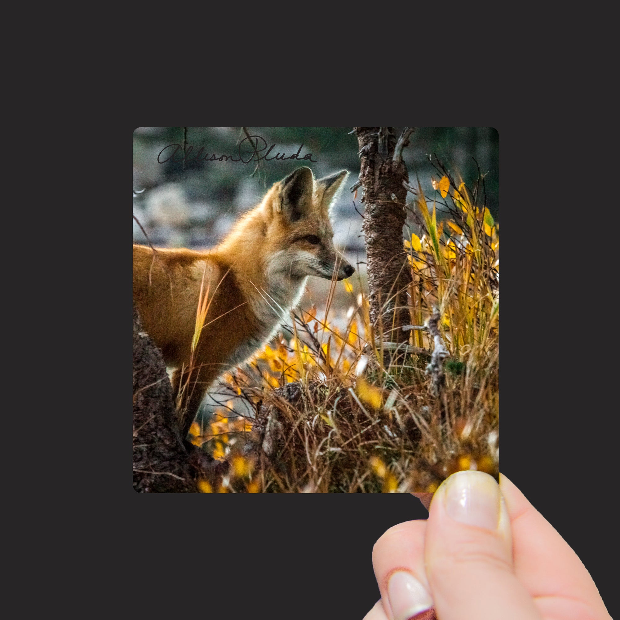 "Red Fox in Wyoming" Mini Metal Print - Seneca Creek Studios