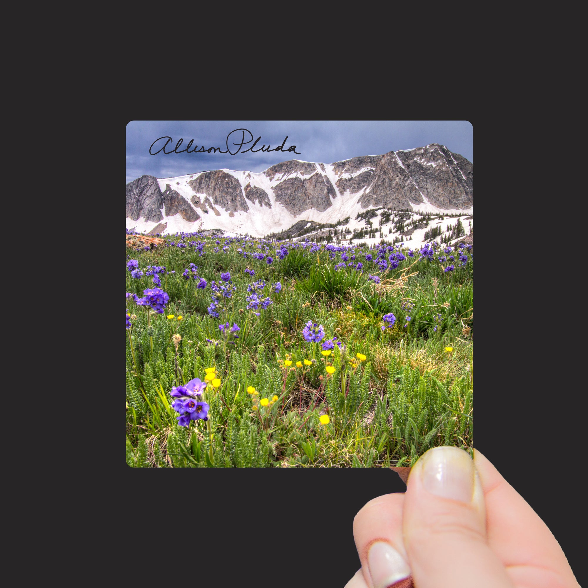 "Spring Sky Pilot Flowers and the Snowy Range Mountains, Wyoming" Mini Metal Print - Seneca Creek Studios