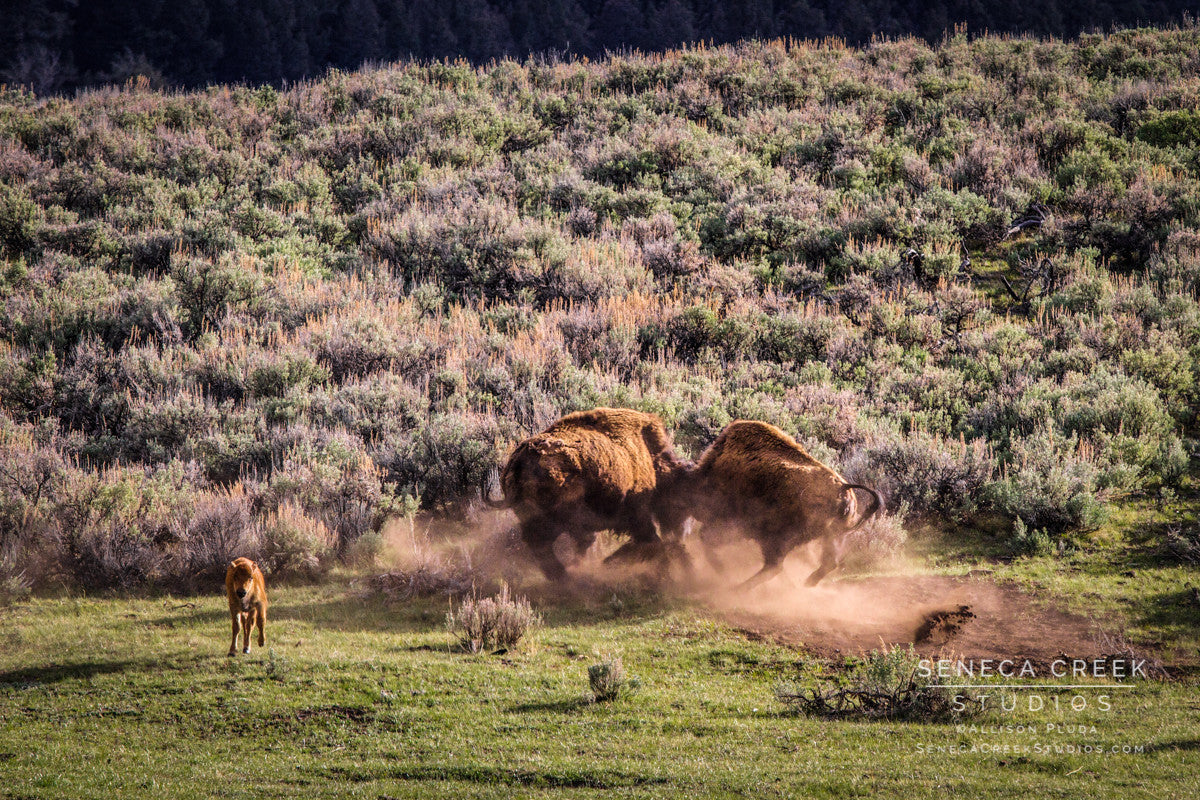 "Battling Bison, Yellowstone National Park, Wyoming" Fine Art Photographic Print - Seneca Creek Studios