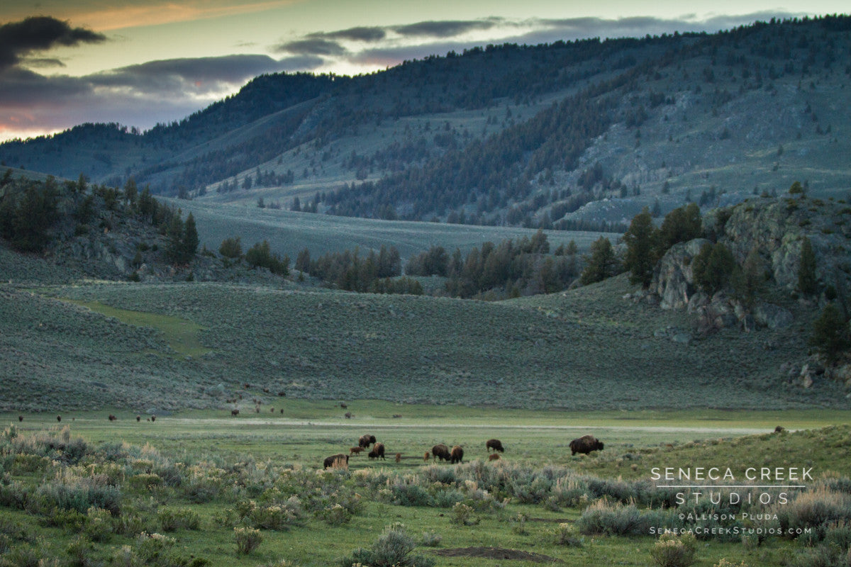 "Bison at Sunset in the Lamar Valley, Yellowstone National Park, Wyoming" Fine Art Photographic Print - Seneca Creek Studios