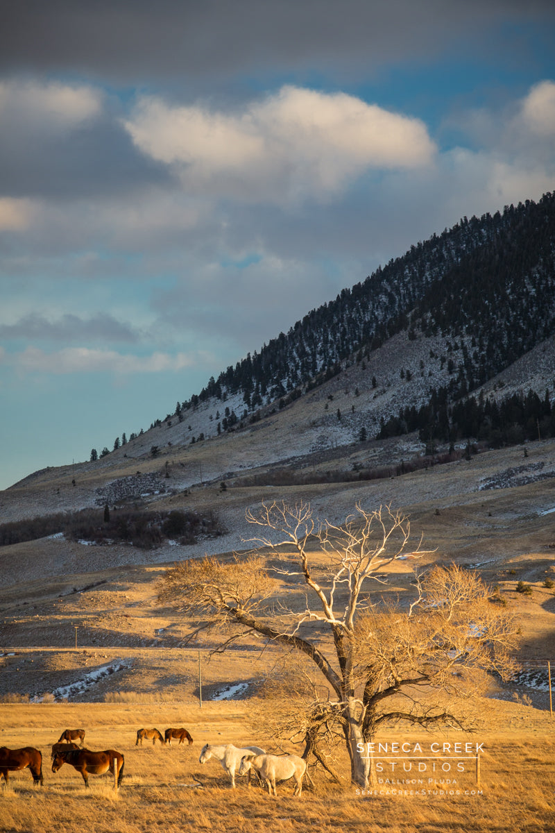 "Horses and the Lone Cottonwood Tree at Sunrise in the Fall" Fine Art Photography Print - Seneca Creek Studios