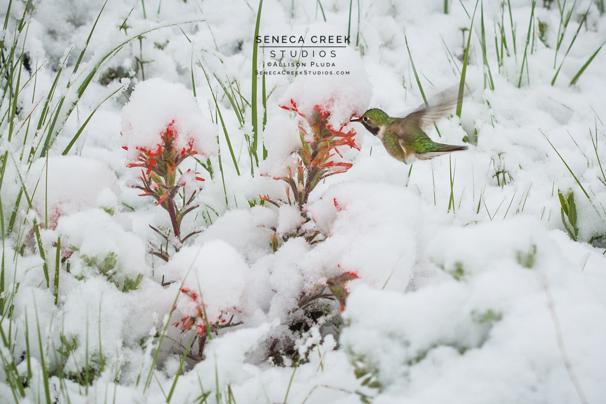 "Hummingbird and Indian Paintbrush Sprinter Snack in Wyoming" Fine Art Photography Print - Seneca Creek Studios