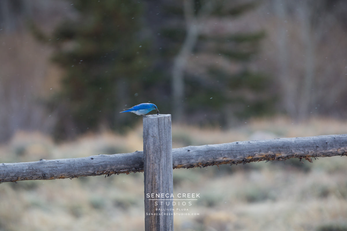 "Mountain Bluebird on a Fence Post in a Spring Snow" Fine Art Photography Print - Seneca Creek Studios