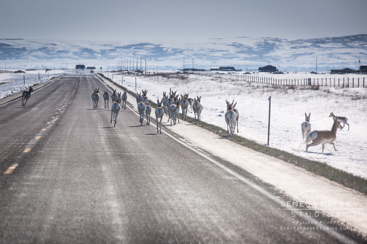 "Wyoming Traffic Jam, Herd of Pronghorn Antelope Running on the Road, Laramie, Wyoming" Fine Art Photography Print - Seneca Creek Studios
