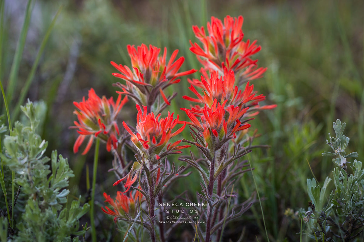 "Indian Paintbrush Wildflowers and Sage" Fine Art Photography Print | Professional Western, Rocky Mountains, and Wyoming Nature and Landscape Photography Archival Fine Art Wall Prints and Decor by Seneca Creek Studios © Copyright Allison Pluda