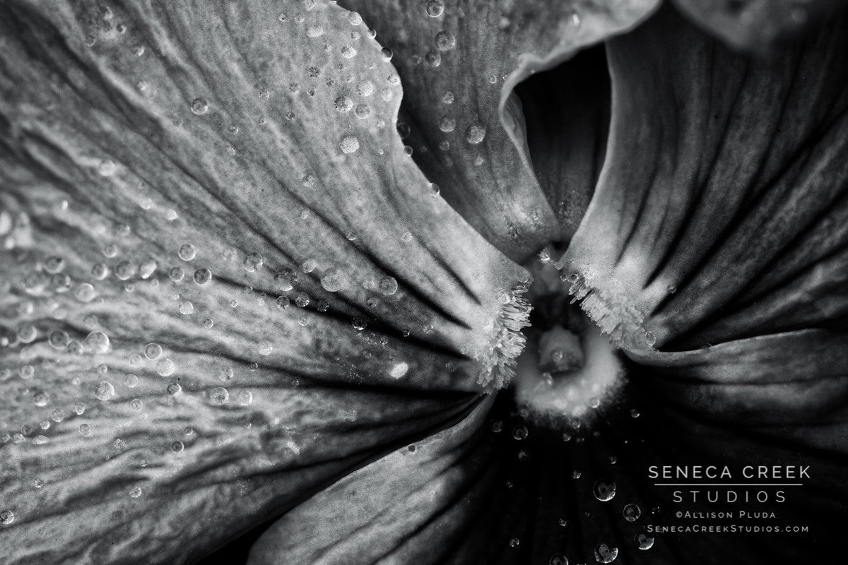 "Morning Rain on the Face of a Pansy, Black and White" Fine Art Photographic Print - Seneca Creek Studios