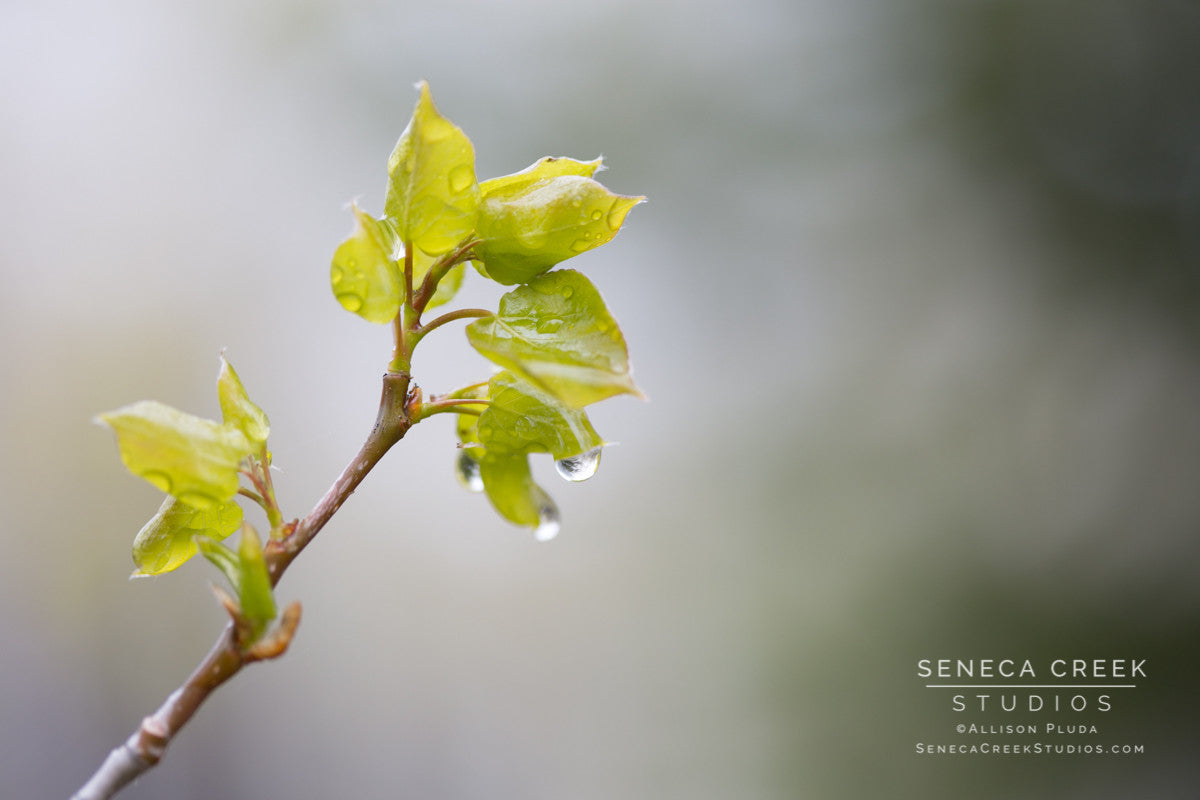 "Baby Aspen Leaves in a Spring Rain, Wyoming" Fine Art Photographic Print - Seneca Creek Studios