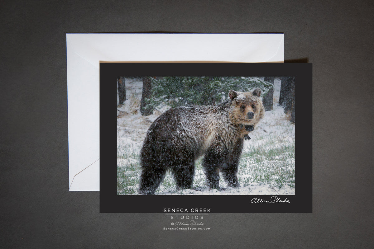 "Black Bear in the Snow - Wyoming" Photo Art Greeting Card - Seneca Creek Studios