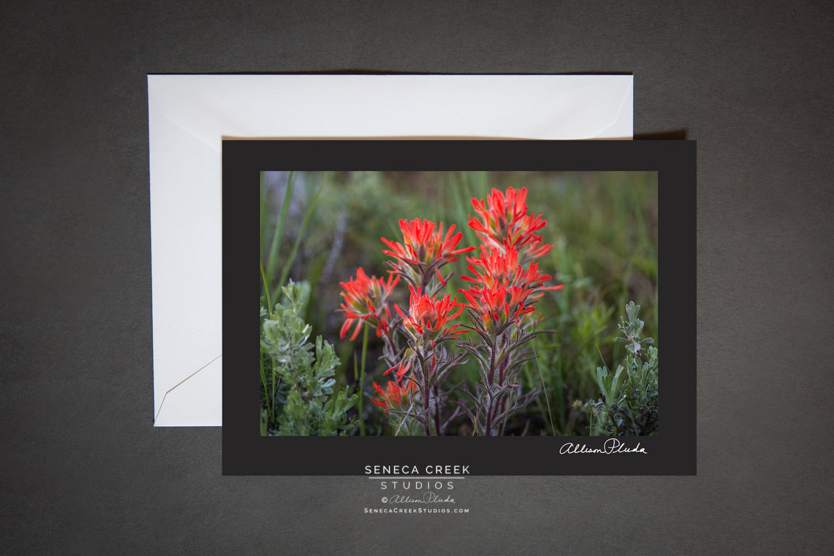 "Wyoming Indian Paintbrush Wildflower" Photo Art Greeting Card - Seneca Creek Studios