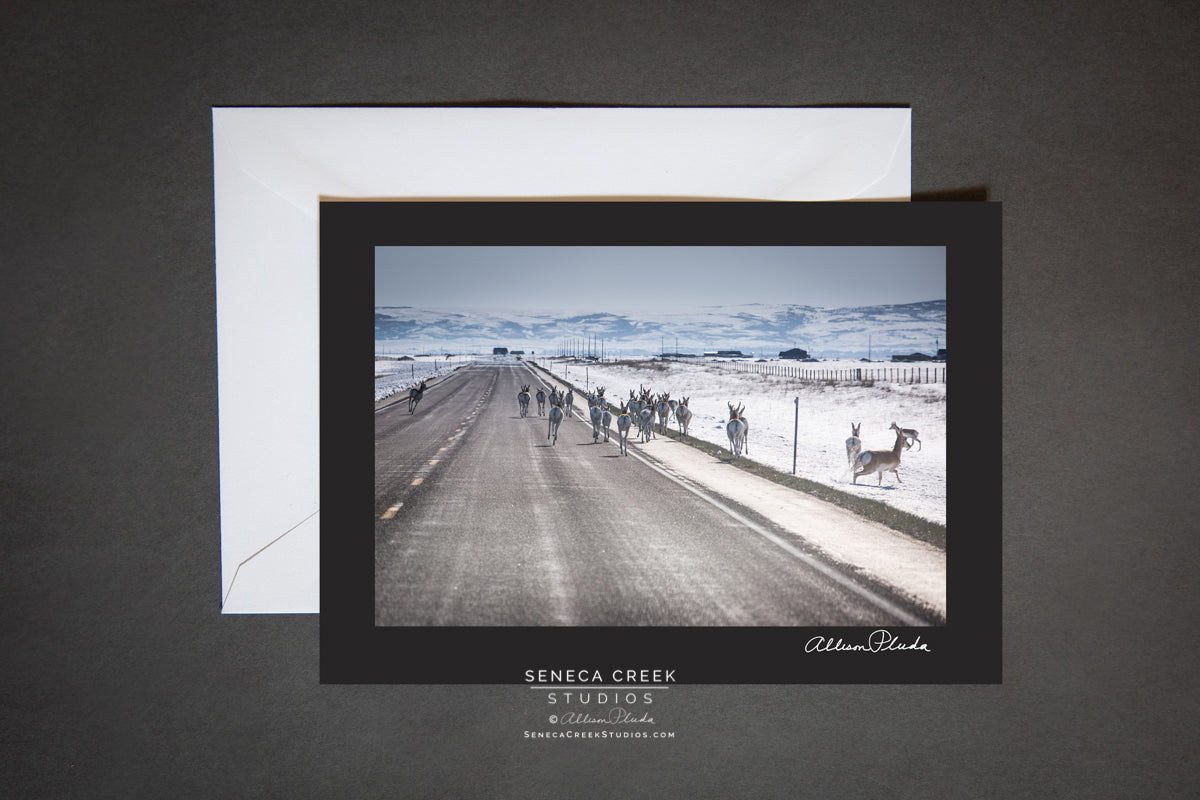 "Wyoming Traffic Jam Pronghorn Antelope on the Road" Photo Art Greeting Card - Seneca Creek Studios
